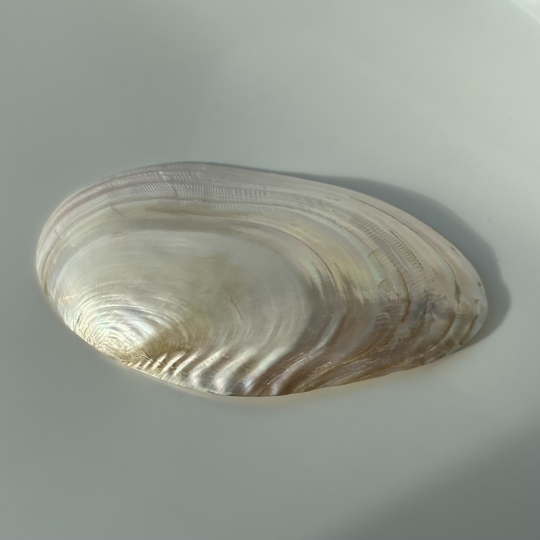 image00019.jpeg