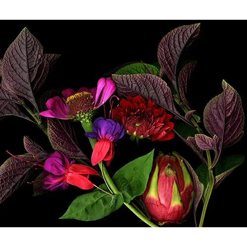 krohn-peter1.webp