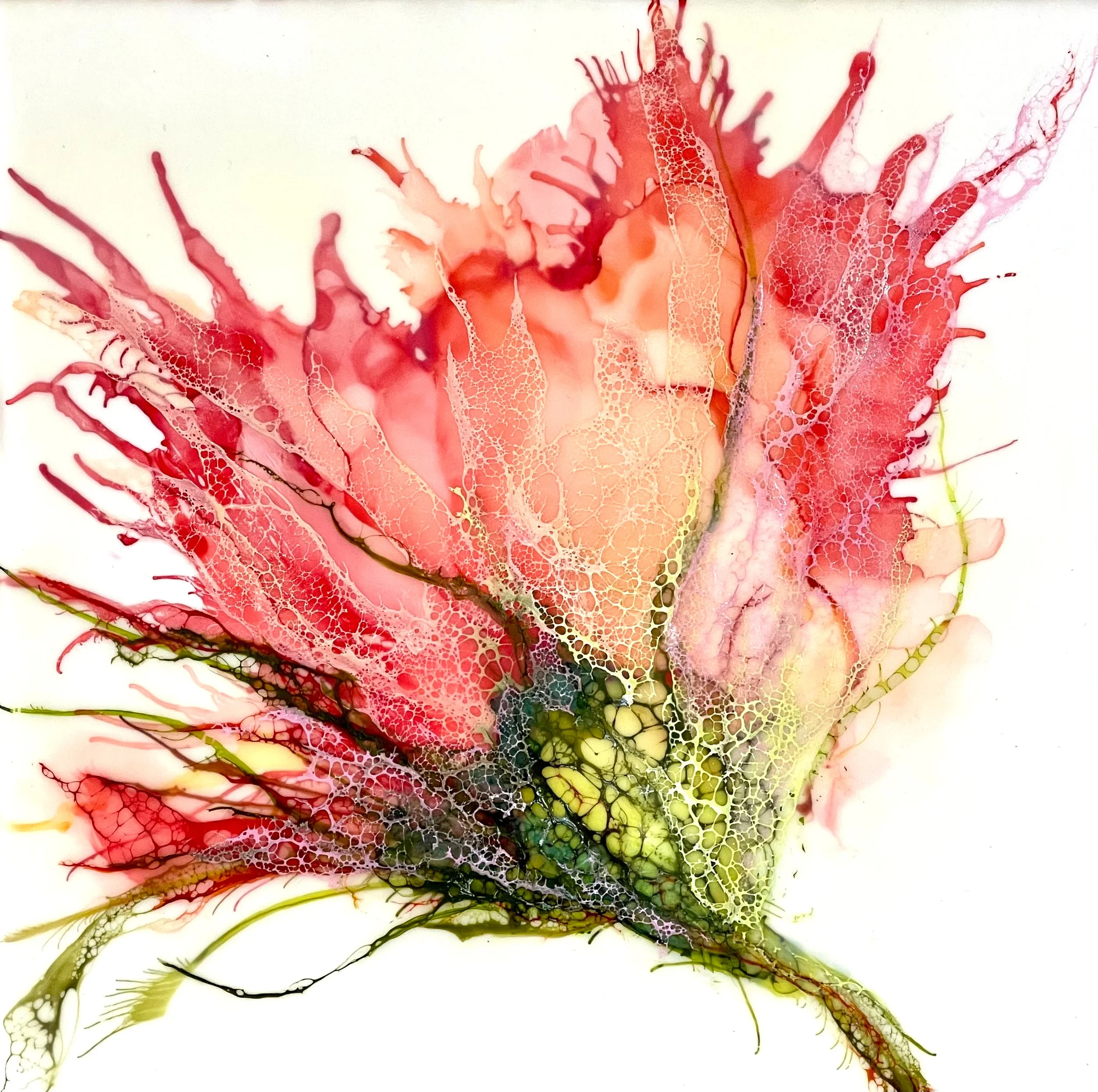 Drosera_edited.jpg