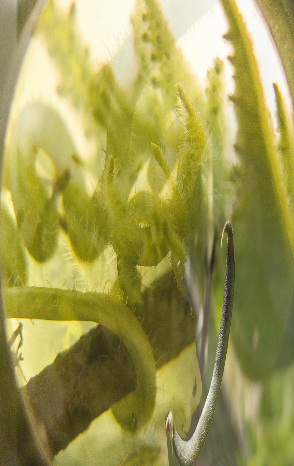 Lipzin-JanisCrystal3.jpg
