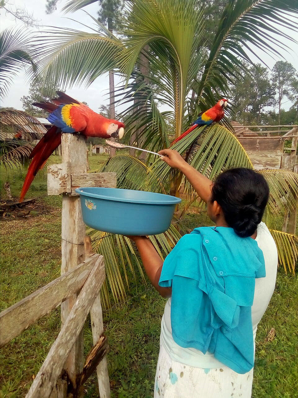 Honduras-Anayda-feeding-macaw-hurricane-2020.jpg