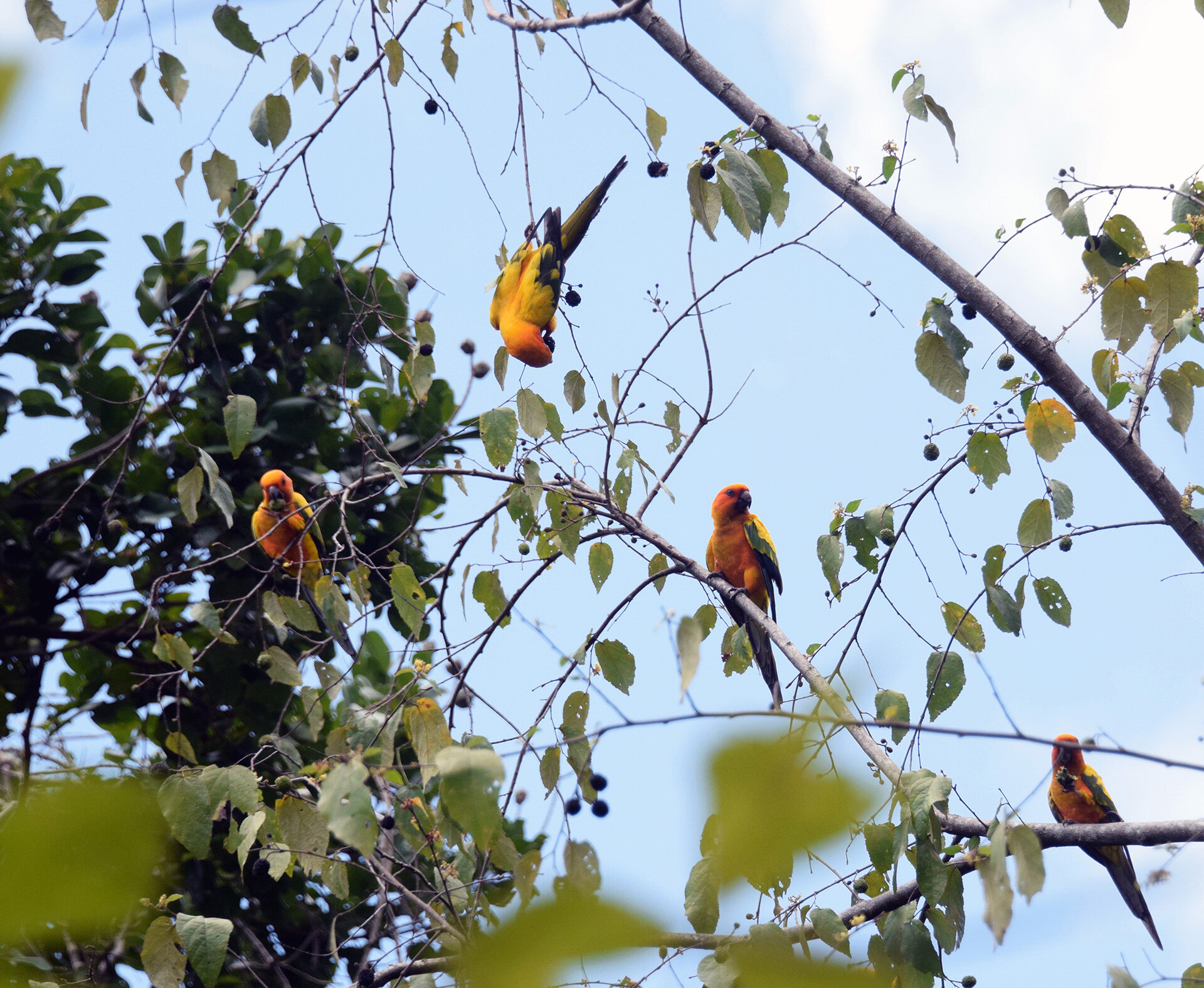 Guyana-Sun-Parakeets-2020-#1-edited-v2.jpg