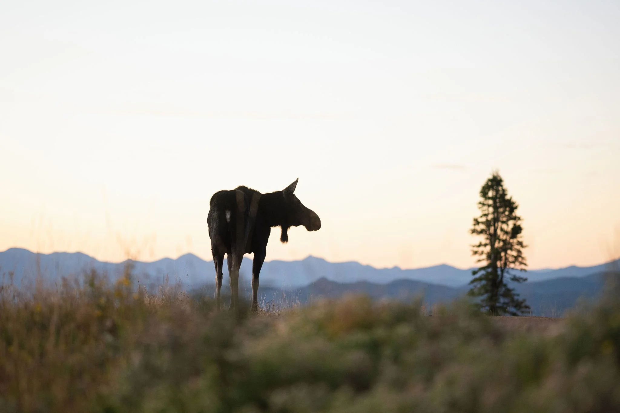 A1D09090.jpg