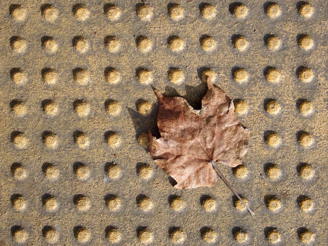 Quinn Santone_Leaf Against a Yellow Pattern_April 2023.jpg