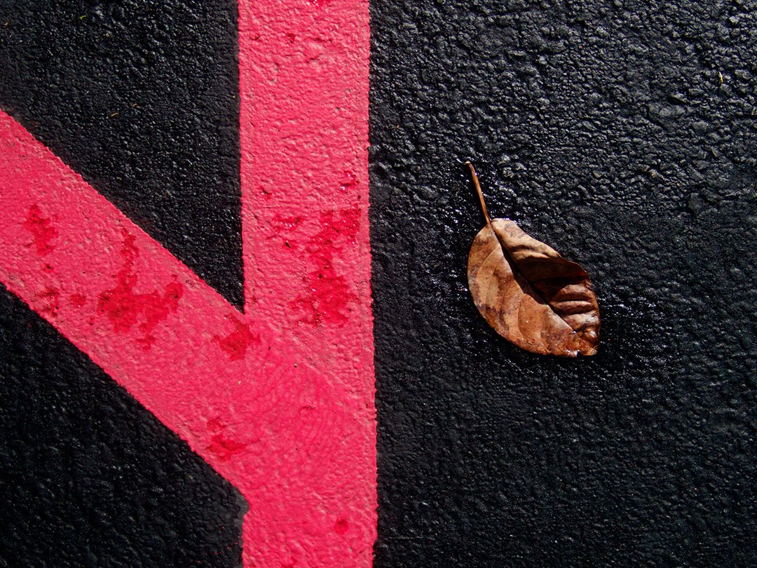 Quinn Santone_Fallen Leaf, After Rain_March 2023.jpg