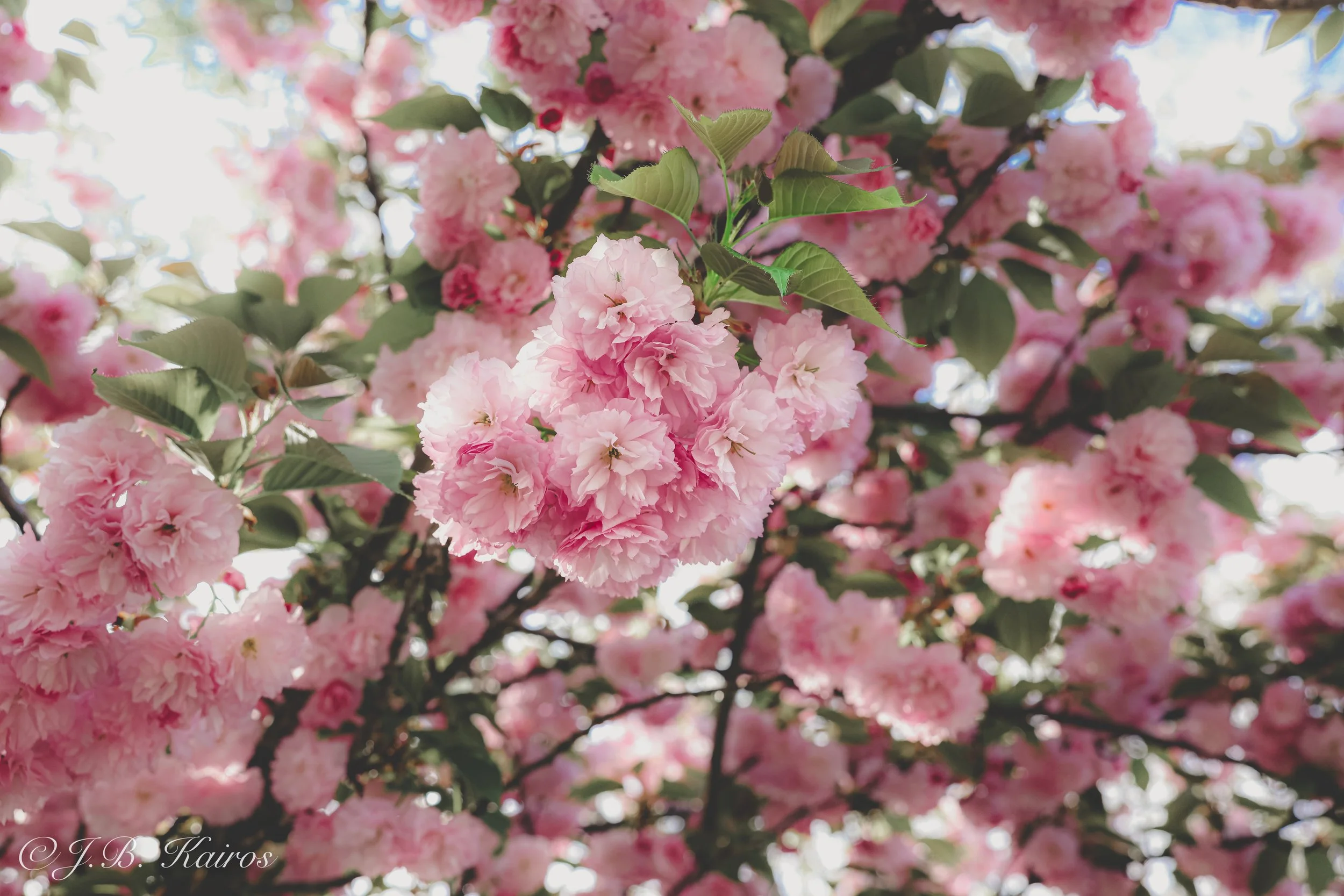 Blooming