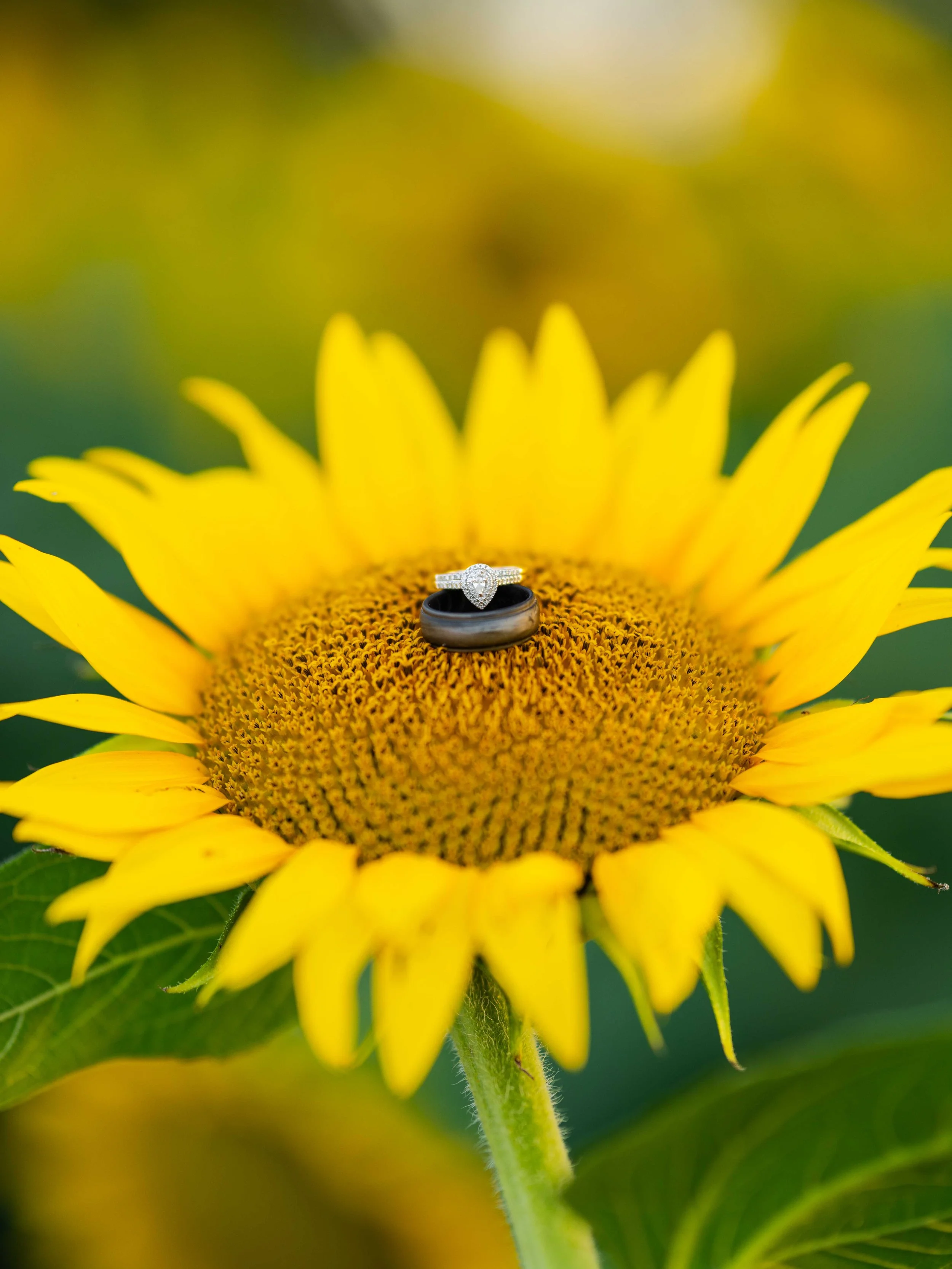 out-ShyanneCouplesRoostersFarm 07.jpg