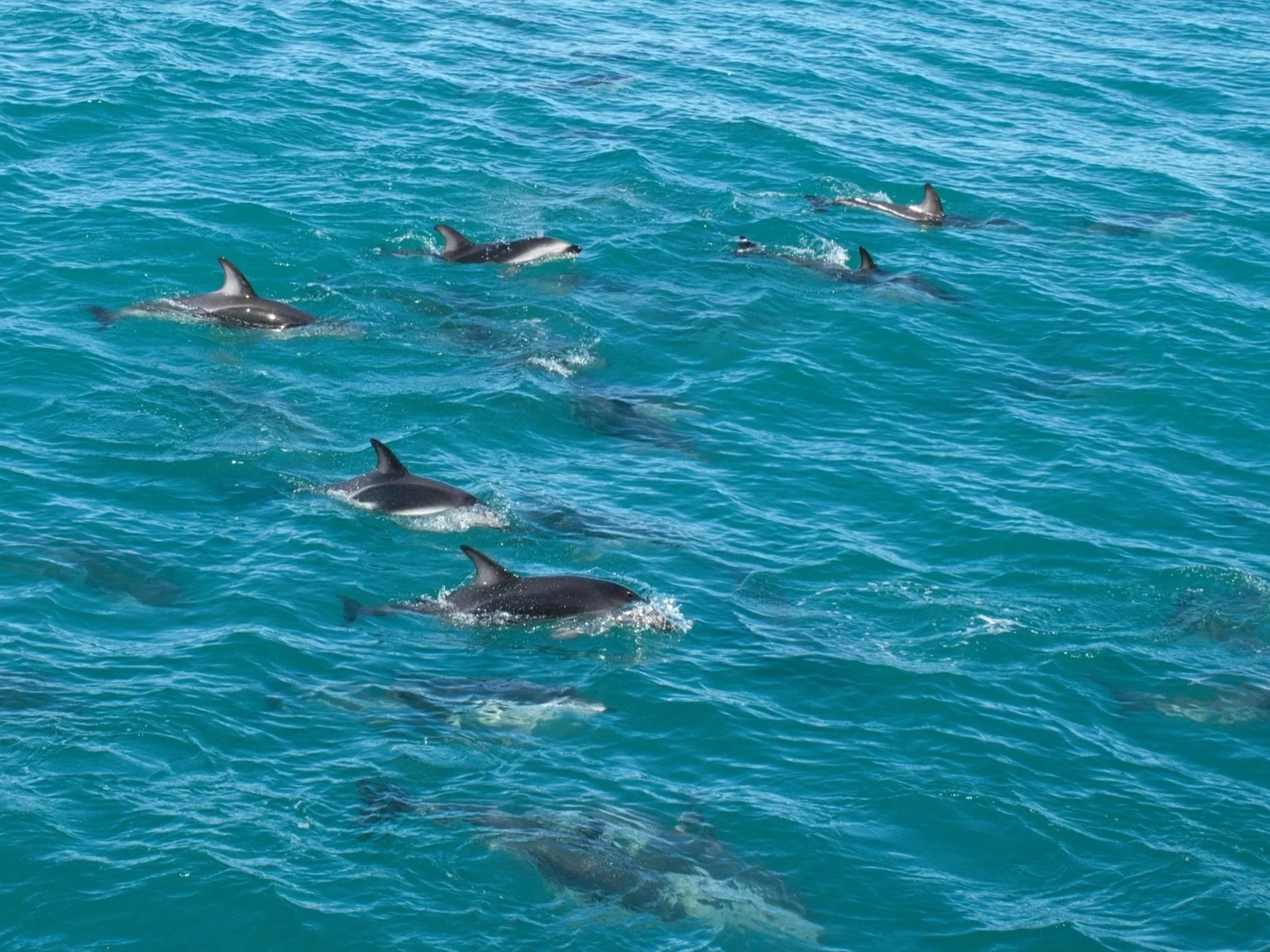 A large pod of dolphins swimming in the ocean