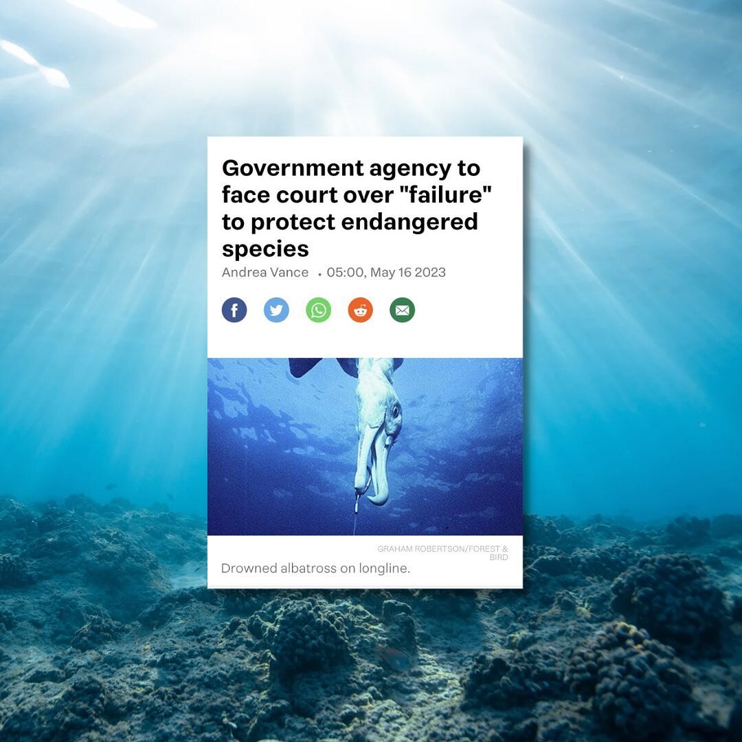 We&rsquo;re in @nzstuff! Head to the link in our bio to read more about our case against the govt for failing to safeguard our protected marine species from the impact of commercial fishing.