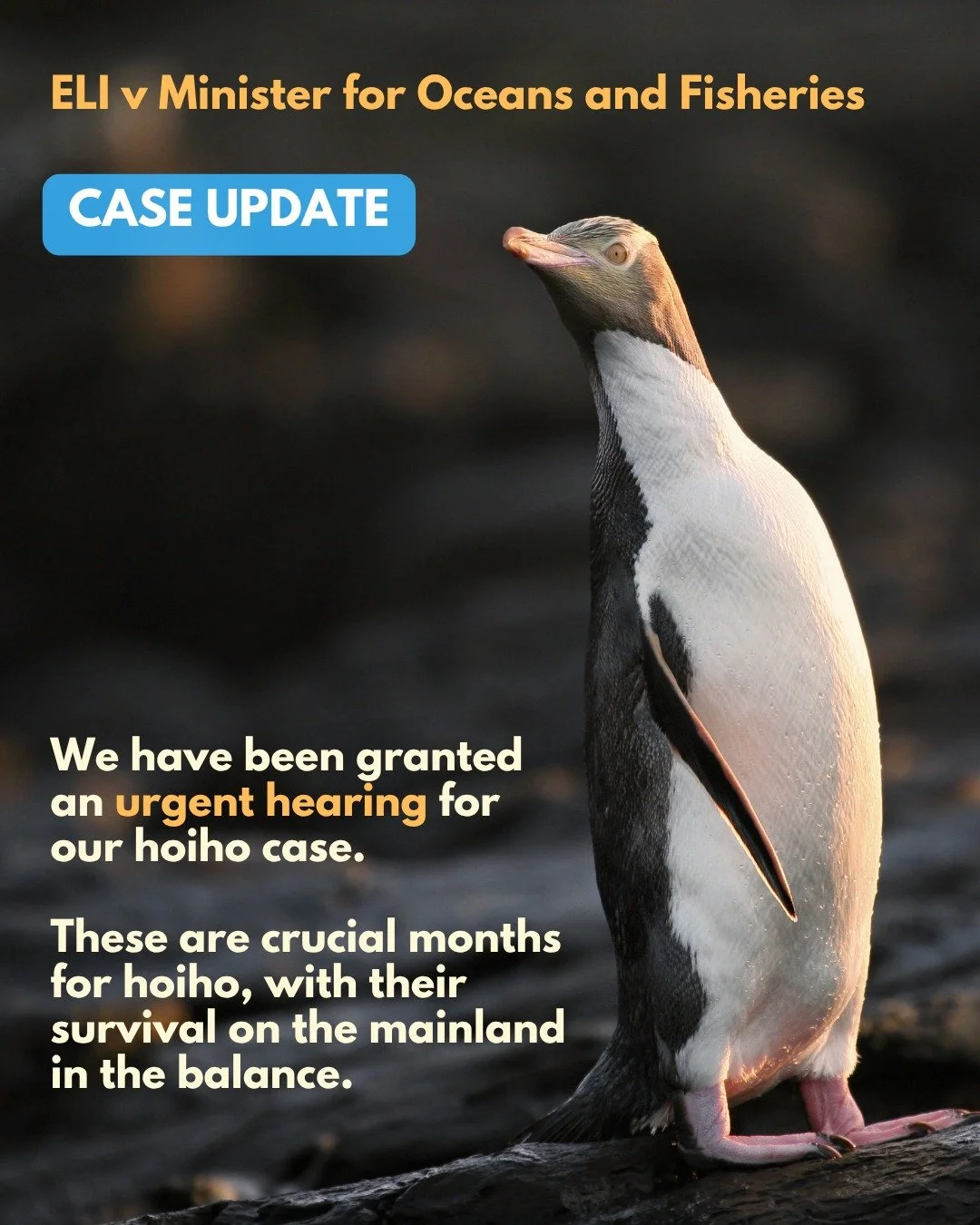 Hoiho case update:
We have been granted an urgent hearing, with the Court saying that the interests of justice favour an urgent hearing. 
We'll be in the High Court December 1st - 2nd.
For hoiho to survive on the mainland and in Rakiura, we need t