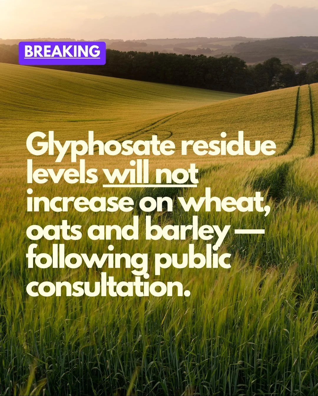 We welcome MPI’s announcement today that after considering significant industry and public feedback, glyphosate residue limits will stay at 0.1mg/kg for wheat, barley and oats with additional restrictions introduced on use. (However, the level