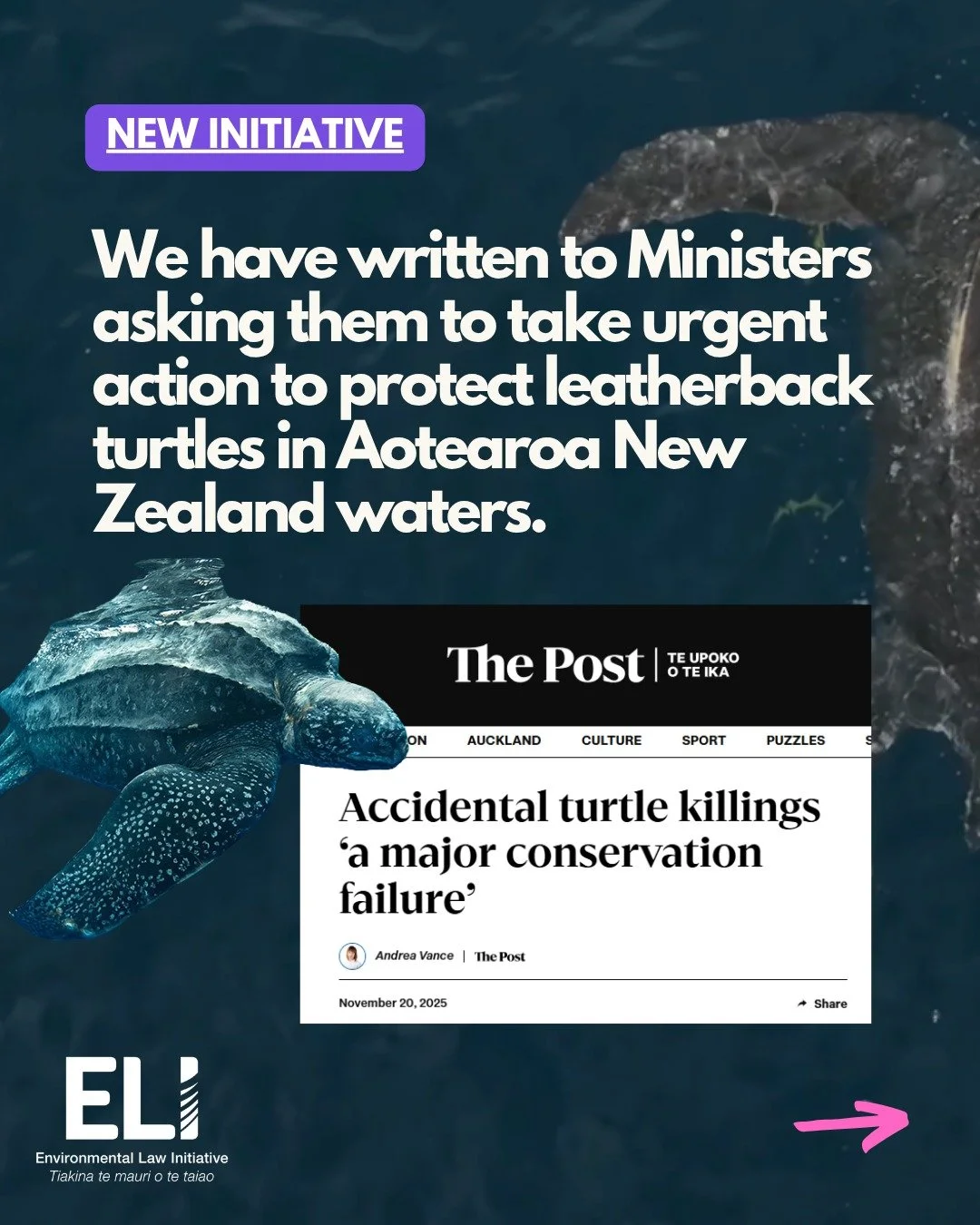 We have launched a new initiative:

The West Pacific population of leatherback turtles is critically endangered and facing extinction. The population declined by 87% between 1984 and 2017, with population estimates lacking after 2017. A 2013 assessme