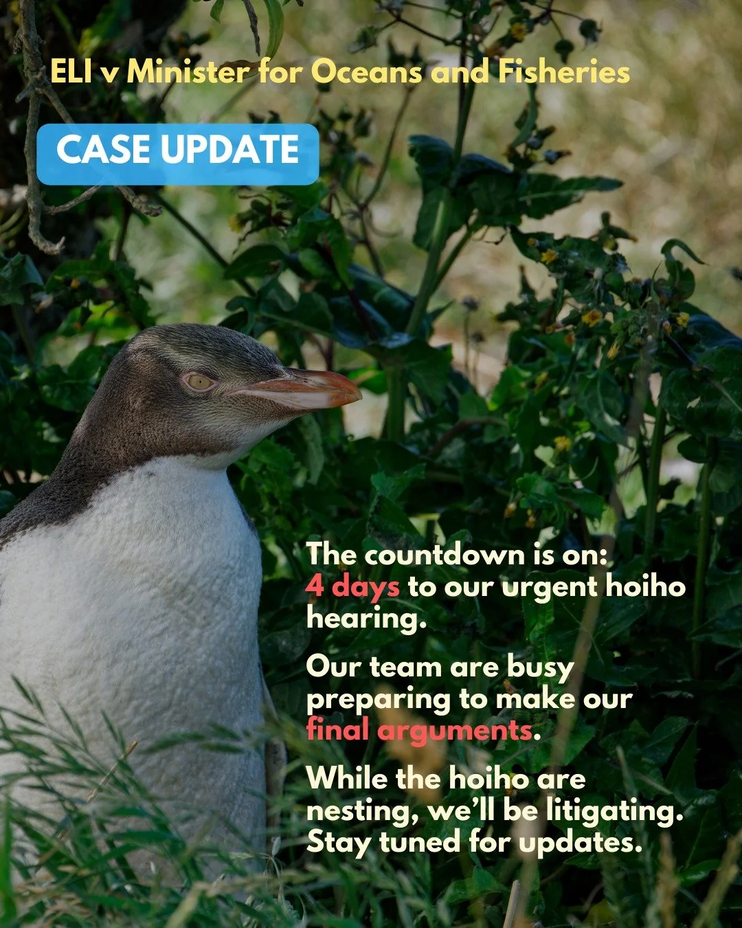 On Monday, we begin our urgent hearing in the Wellington High Court, where we will be challenging the Minister for Oceans and Fisheries&rsquo; emergency set-net fishing closure. Why? We argue that the closure is inadequate to protect the critically e