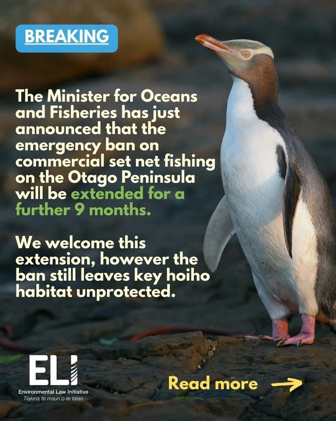 BREAKING: The Minister for Oceans and Fisheries has just announced that the emergency ban on commercial set net fishing on the Otago Peninsula will be extended for a further 9 months. We welcome this extension, however the ban still leaves key hoiho 