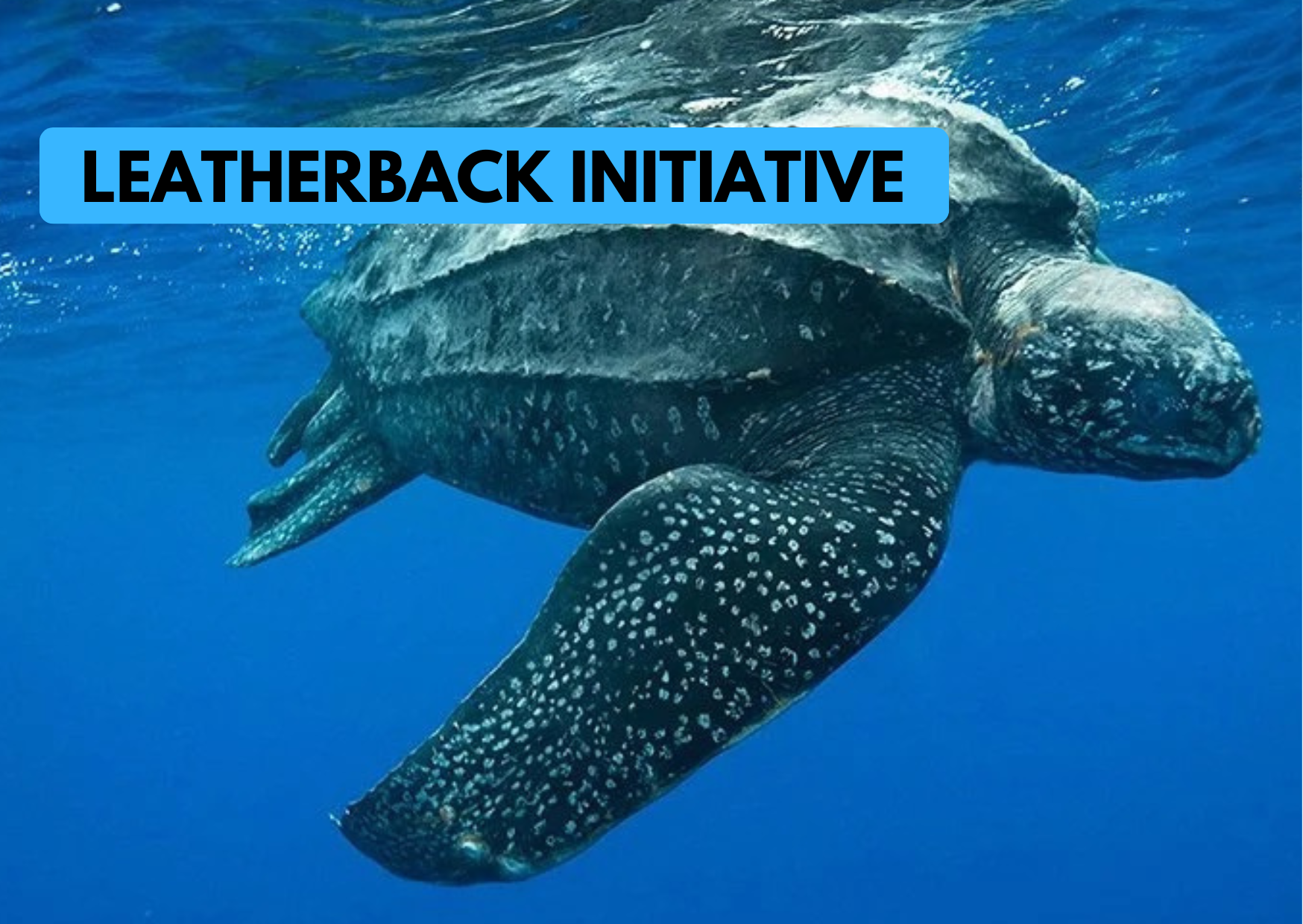 Calling on Ministers to use their powers to protect leatherback turtles