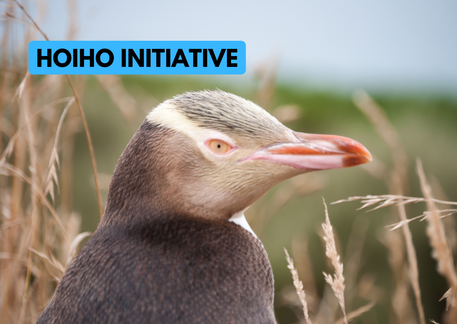 Calling on Ministers to use their powers to protect hoiho