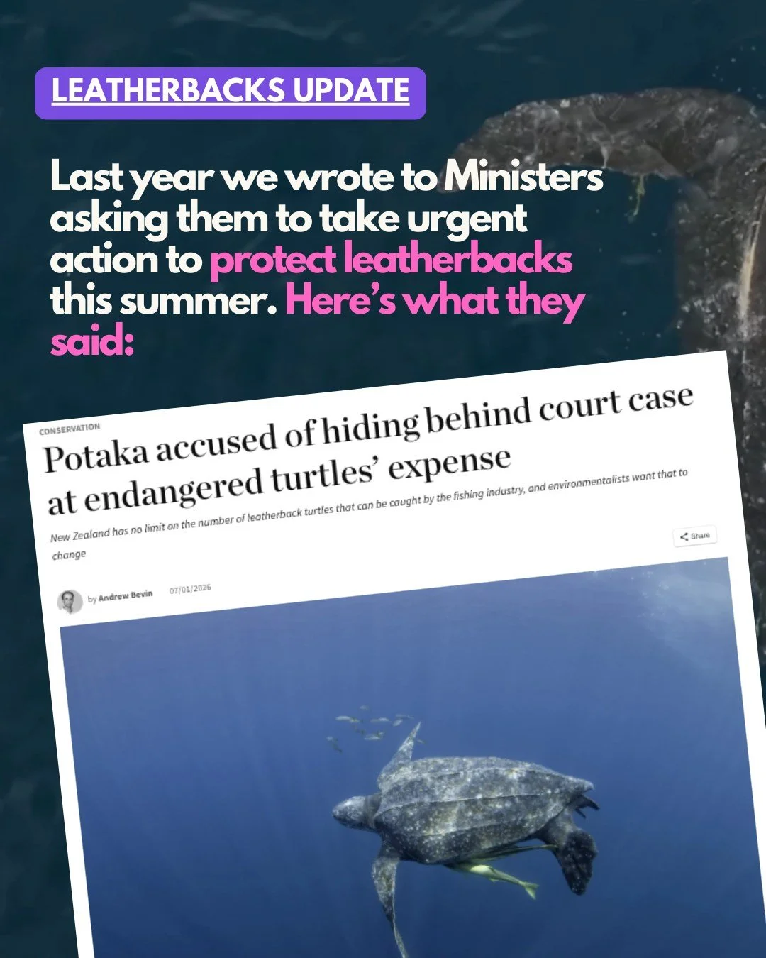 In November we wrote to Ministers asking them to urgently put in place better protections for leatherback turtles, who visit our waters over summer. 

Unlike Hawaii, which enforces strict interaction limits, NZ has no limit on the number of leatherba