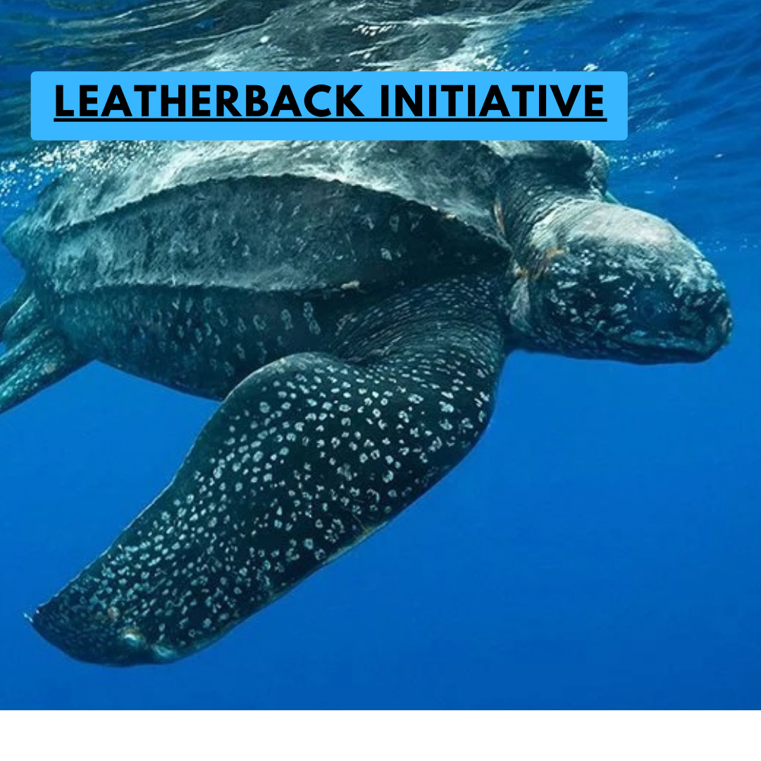 Calling on Ministers to use their powers to protect leatherback turtles