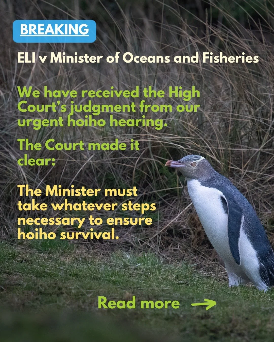 We challenged the Minister of Oceans and Fisheries&rsquo; decision to only close part of northern hoiho habitat to setnet fishing, when the entire population is at risk of extinction. 

Although we were not successful on the specific grounds of our j