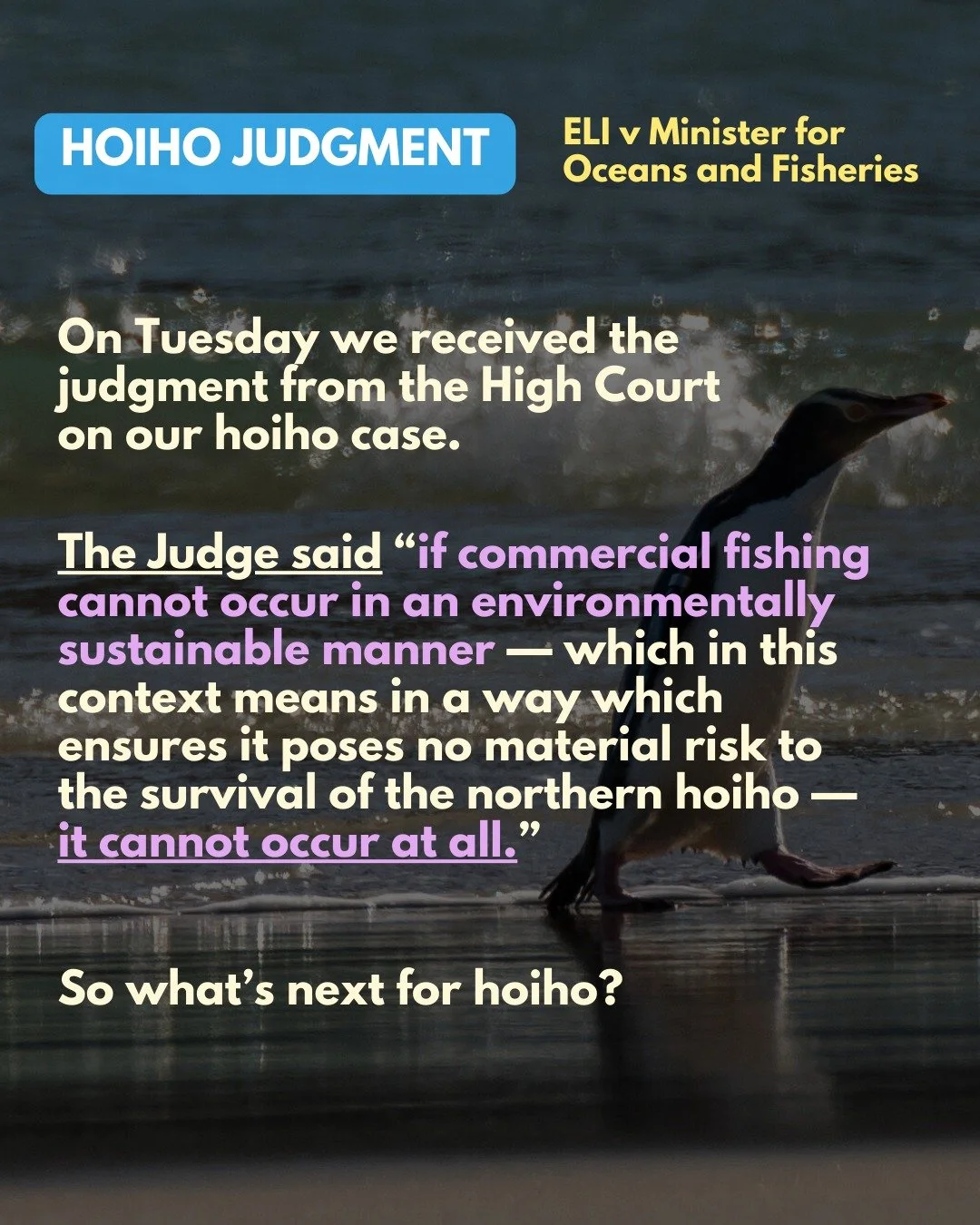 On Tuesday we received the judgement from the High Court on our hoiho case.

The judge said &ldquo;if commercial fishing cannot occur in an environmentally sustainable manner &mdash; which in this context means in a way which ensures it poses no mate