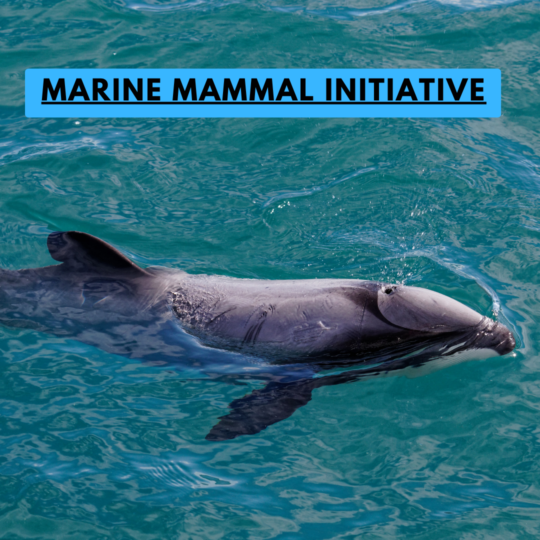 Calling for urgent action to stop mammal deaths in marine mammal sanctuaries