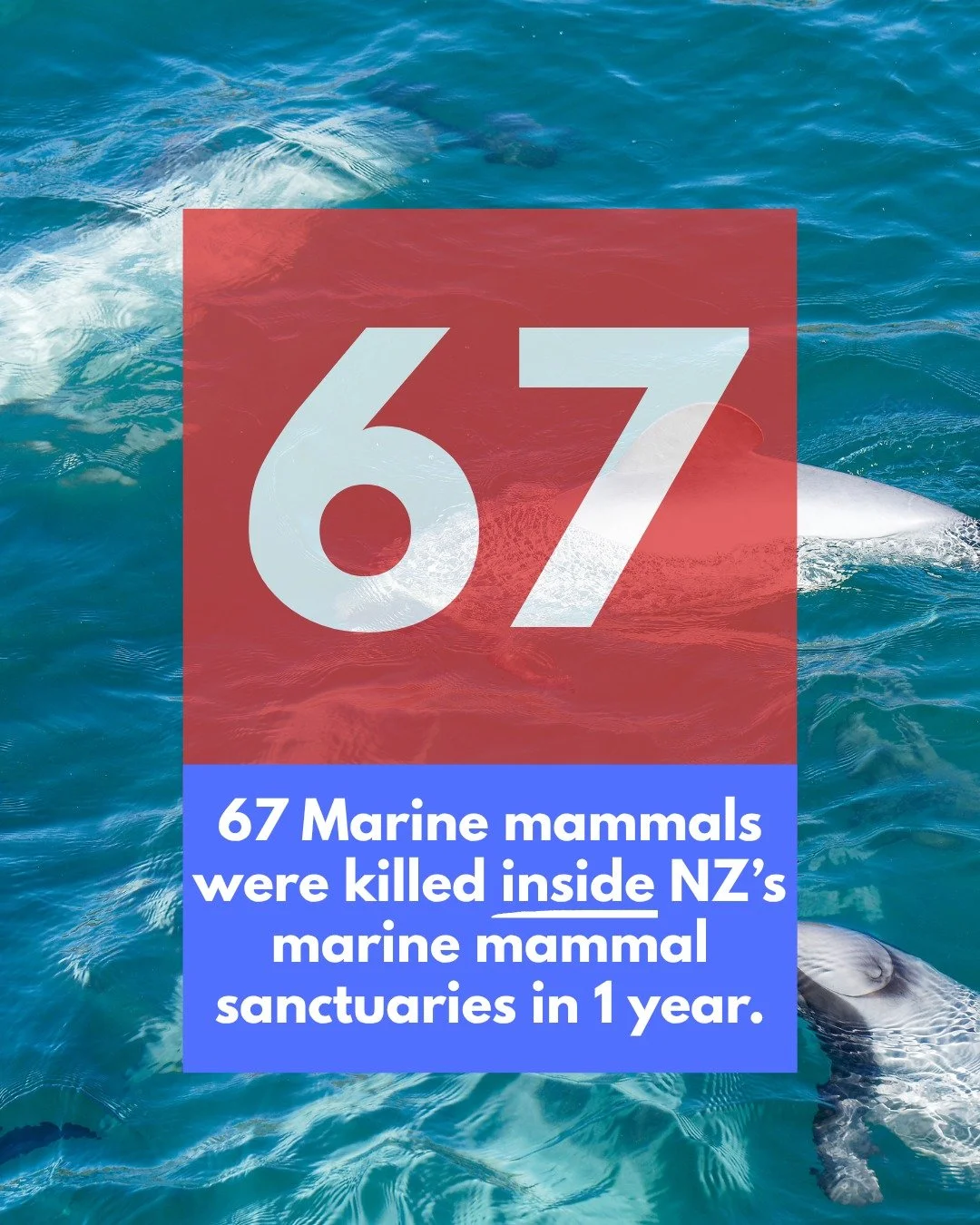 We are calling for Government action after we obtained new data that shows 67 marine mammals were killed by commercial fishing vessels inside New Zealand&rsquo;s marine mammal sanctuaries in the 2024/25 fishing year alone. Read that again. 

The deat