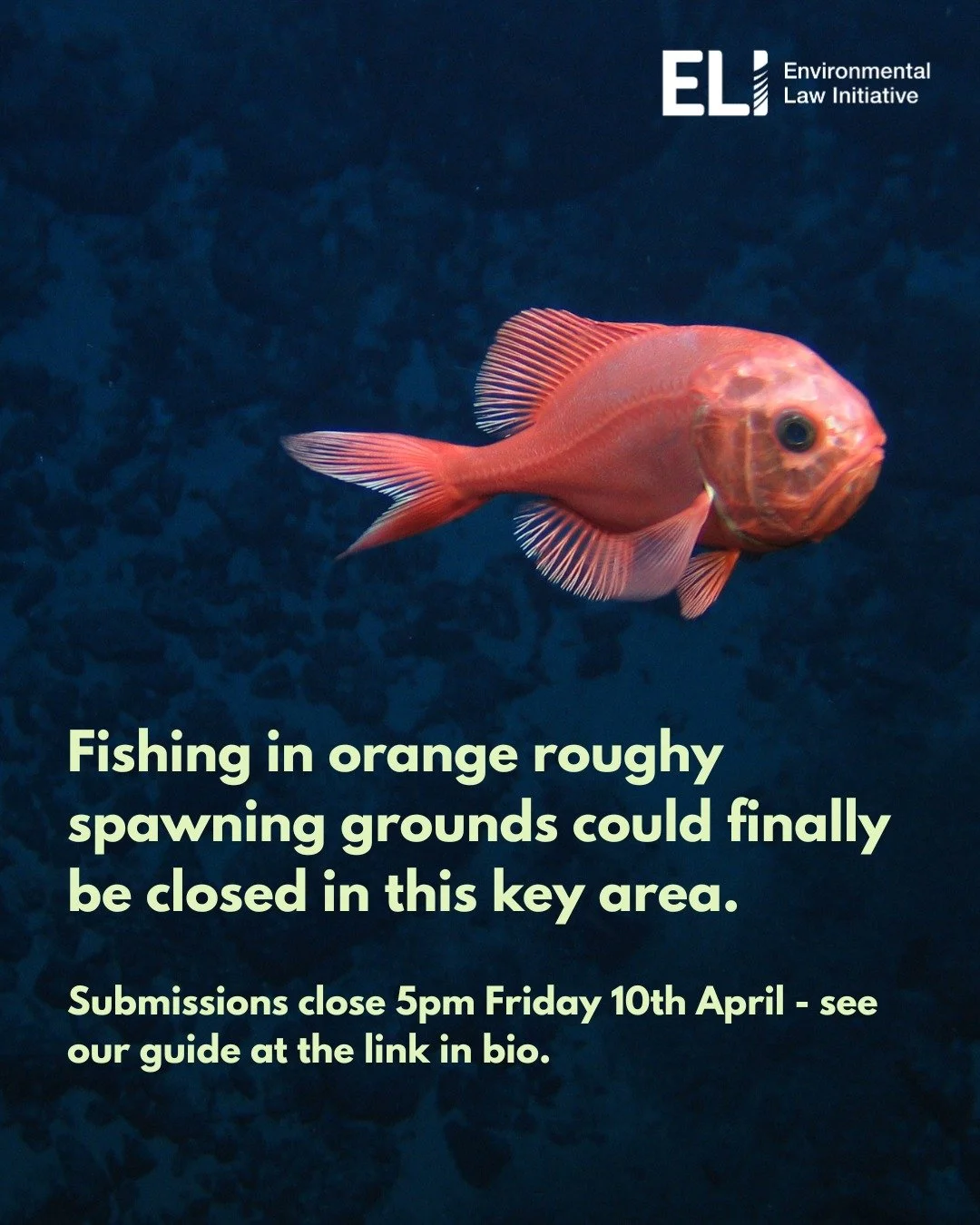 It was only&nbsp;last year that we spelled out the detrimental impact bottom trawling has on the spawning grounds of orange&nbsp;roughy in the High Court (we're still waiting on the judgment).&nbsp;

It appears that Fisheries New Zealand&nbsp;now acc