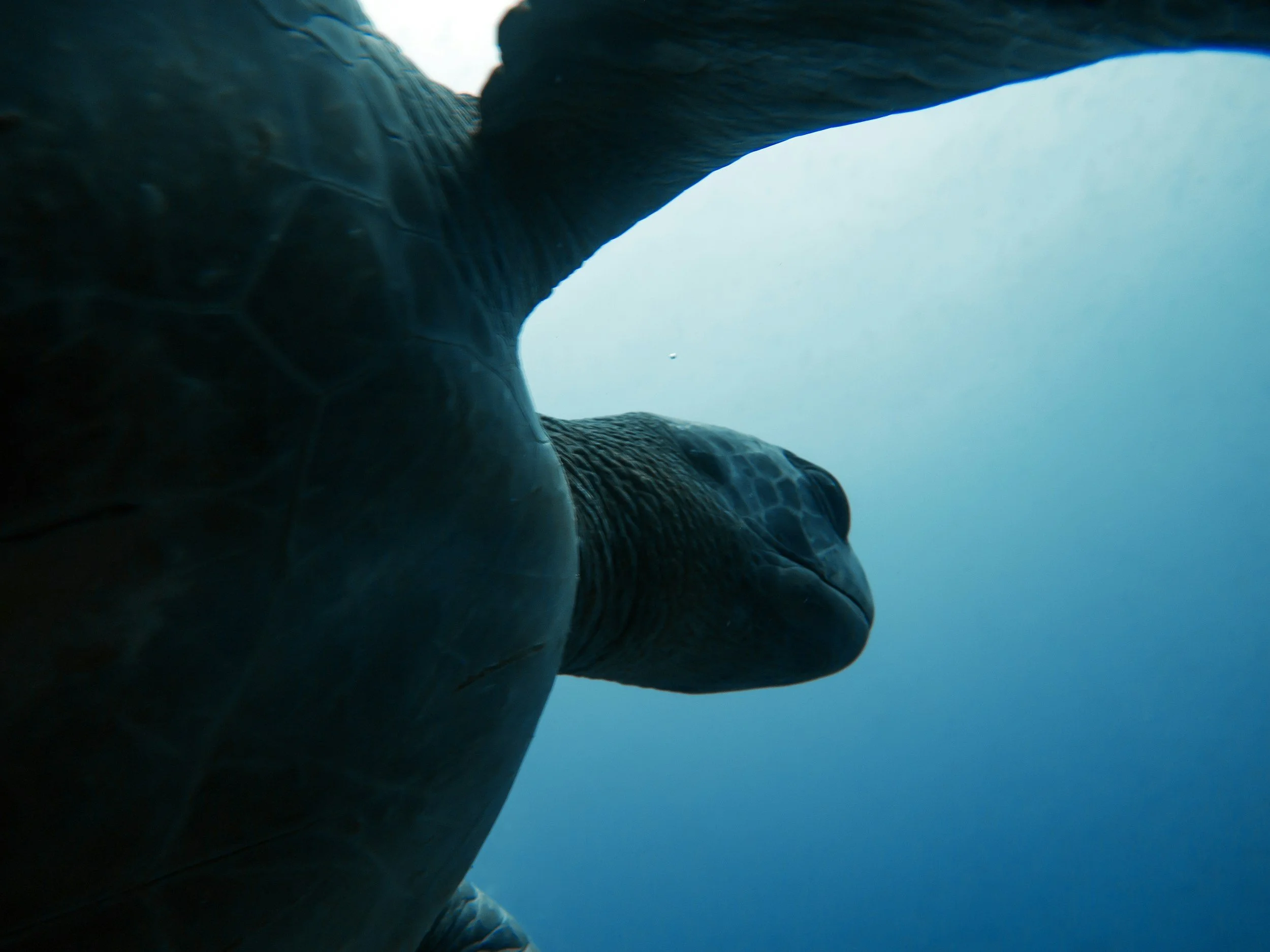 We’re defending our fisheries bycatch win in the Court of Appeal