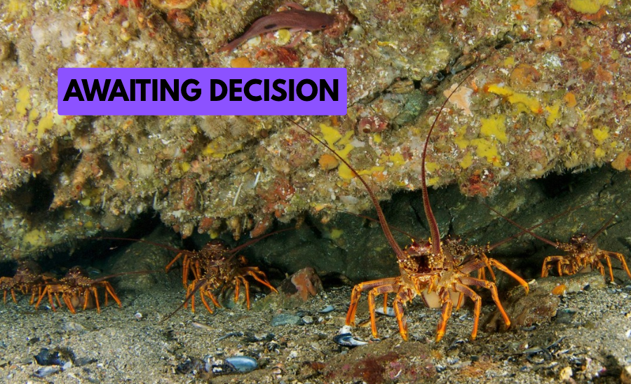 Crayfish case #2: restoring crayfish numbers in Northland
