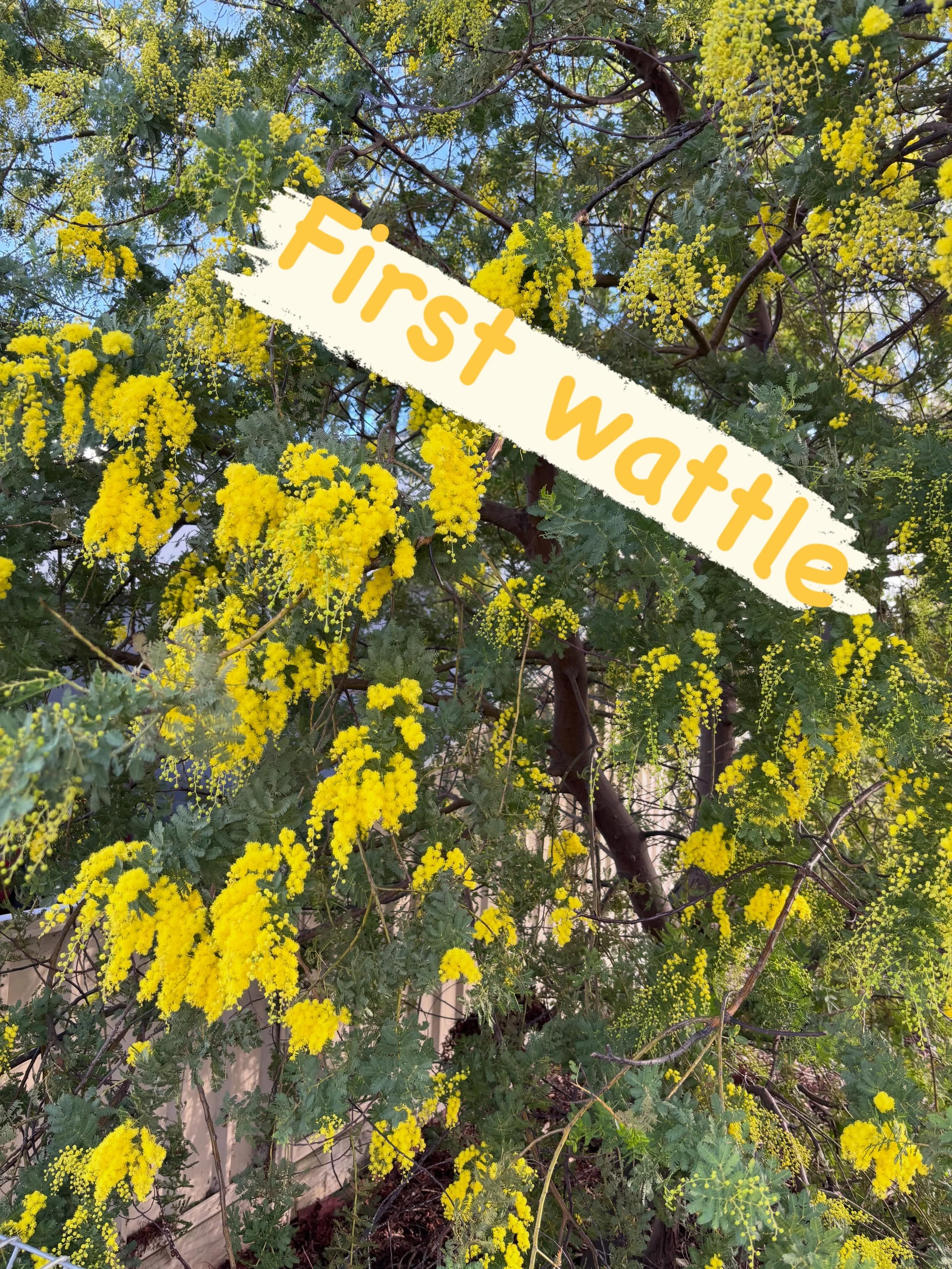 Lovely to see some early wattle with spring still so far away