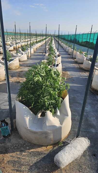 Grasshopper Farms 4.jpg
