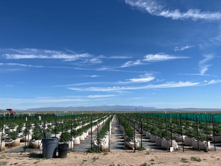 Grasshopper Farms 2.jpg