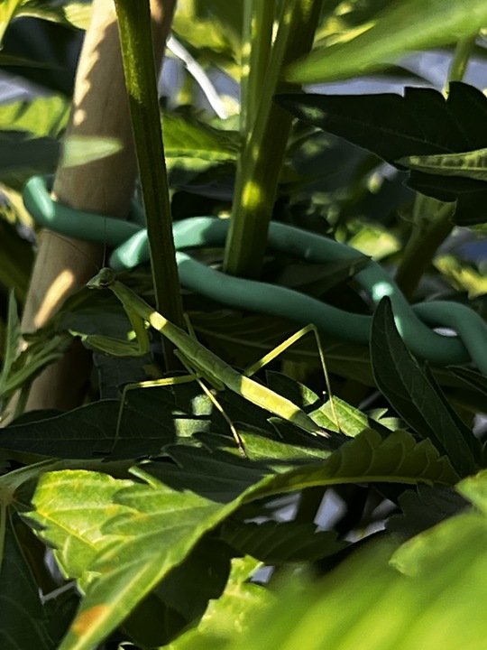 Grasshopper Farms 20.jpg