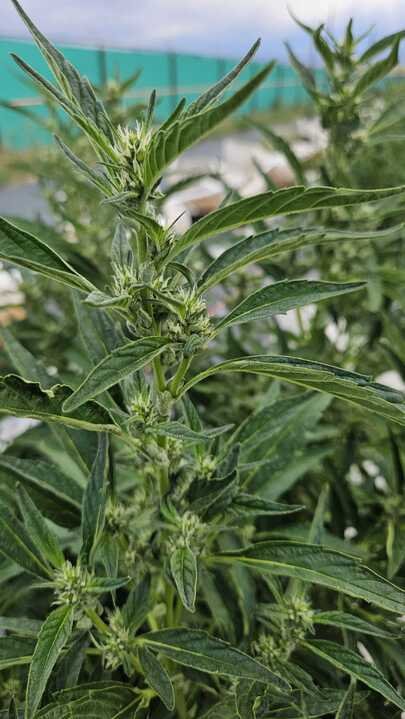 Grasshopper Farms 1.jpg