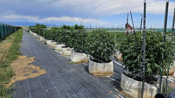 Grasshopper Farms 5.jpg