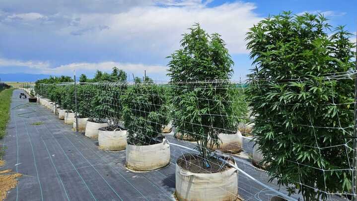 Grasshopper Farms 6.jpg