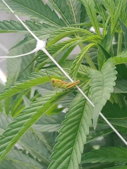 Grasshopper Farms 17.jpg