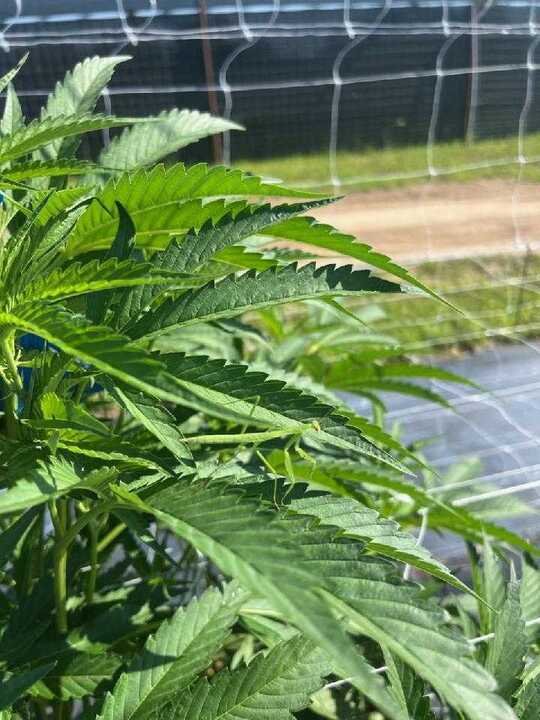 Grasshopper Farms 22.jpg