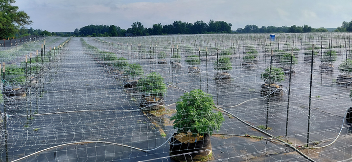 Grasshopper Farms 24.png