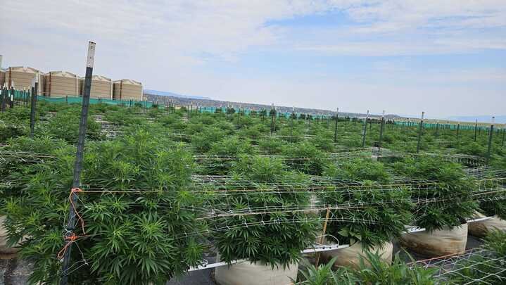 Grasshopper Farms 2.jpg