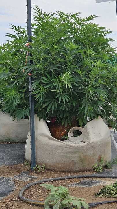 Grasshopper Farms 4.jpg