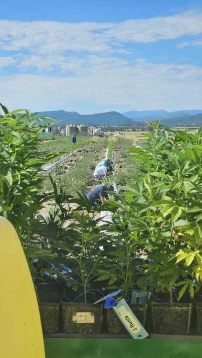 Grasshopper Farms 22.jpg