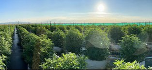Grasshopper Farms 1.jpg