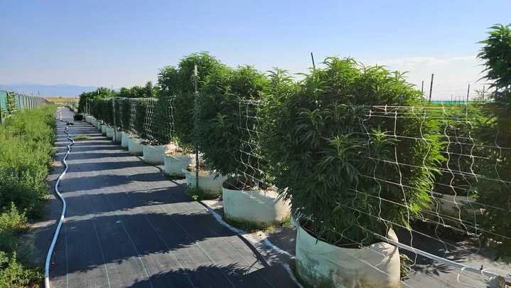 Grasshopper Farms 2.jpg
