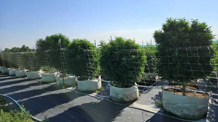 Grasshopper Farms 1.jpg