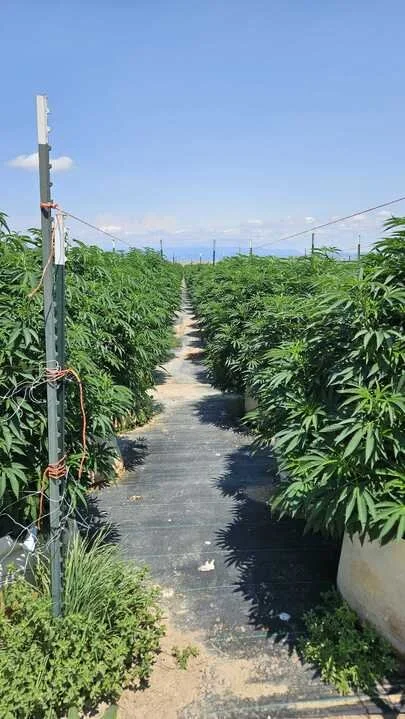 Grasshopper Farms 3.jpg