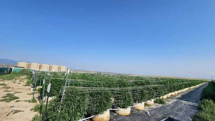 Grasshopper Farms 4.jpg