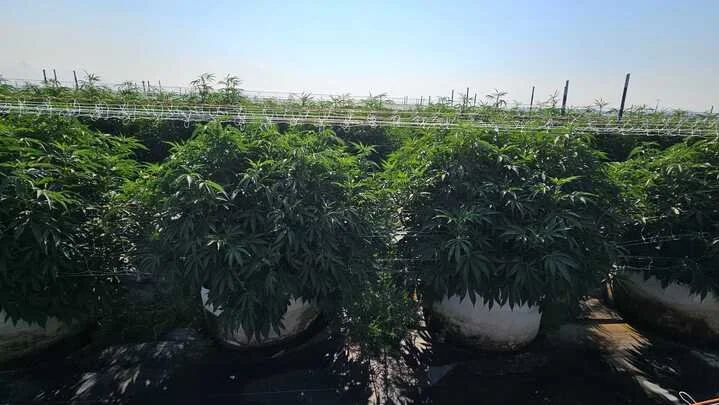 Grasshopper Farms 5.jpg