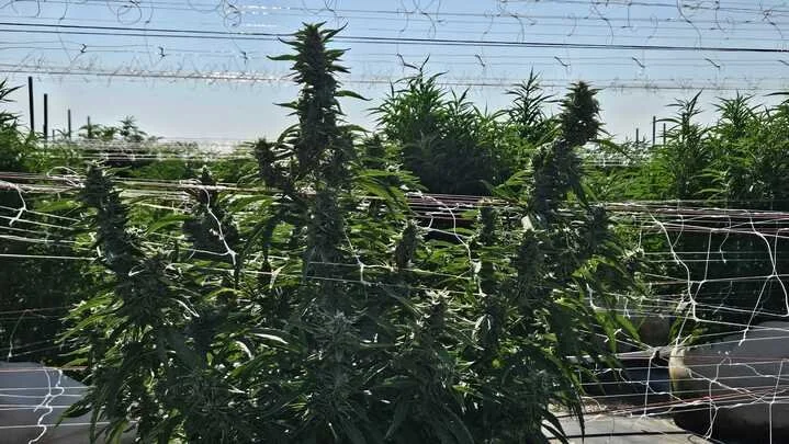 Grasshopper Farms 6.jpg