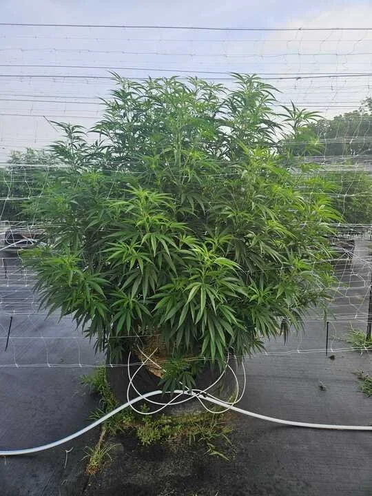 Grasshopper Farms 21.jpg